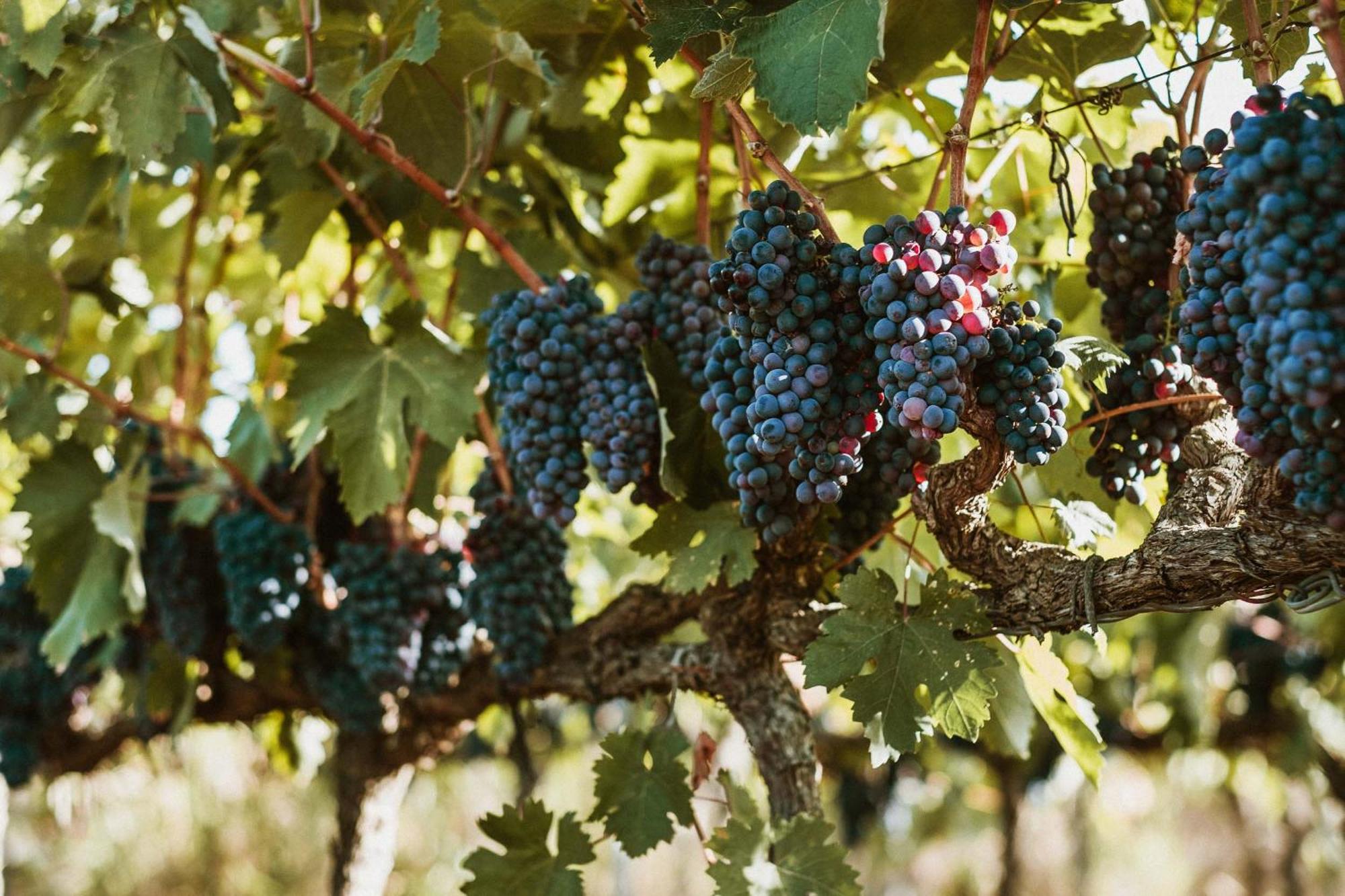 Tenuta Doxi Галиполи Екстериор снимка