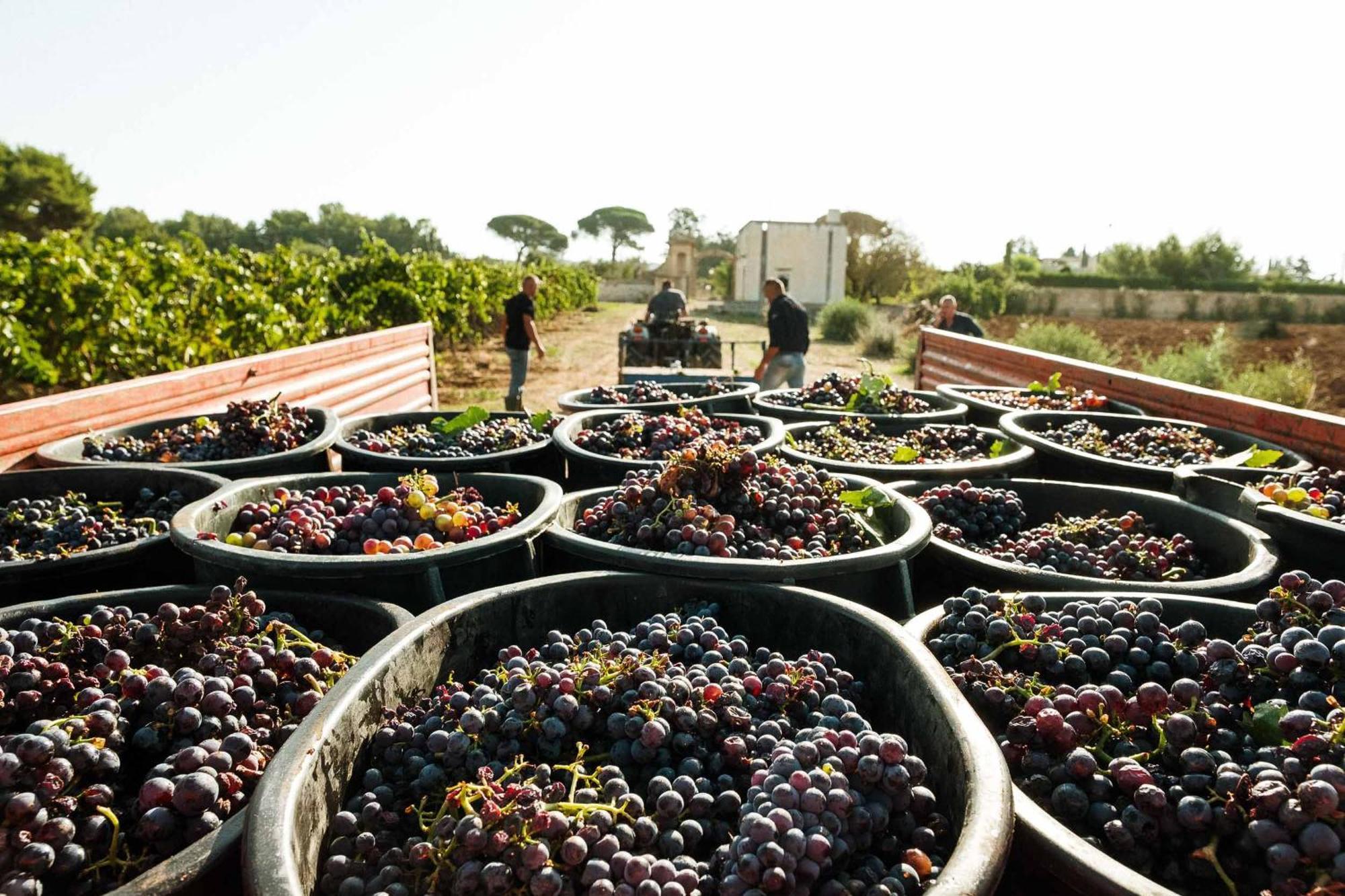 Tenuta Doxi Галиполи Екстериор снимка