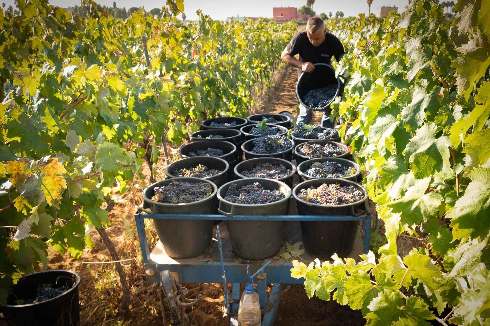 Tenuta Doxi Галиполи Екстериор снимка